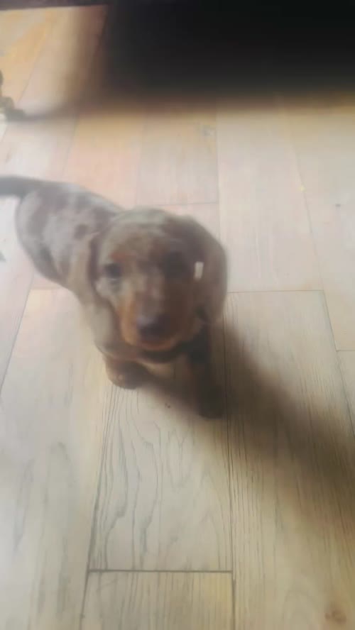 Miniature Smooth Haired Dachshund Pups for sale in Lisburn, County Down