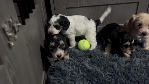 Ready Now Lovely Mixed Coloured Cockapoo Puppies for sale in Southampton, Hampshire