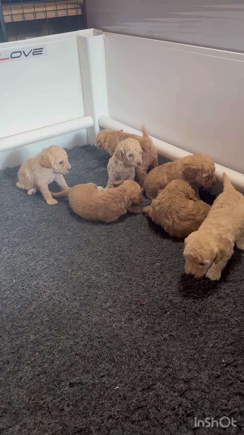 Mixed colours cockapoos. Extensively DNA health tested. for sale in Droitwich, Worcestershire