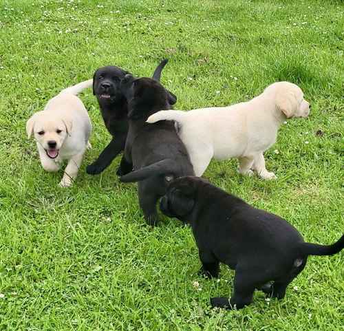 Mixed Labrador Puppies For Sale in Ickleford, Hertfordshire