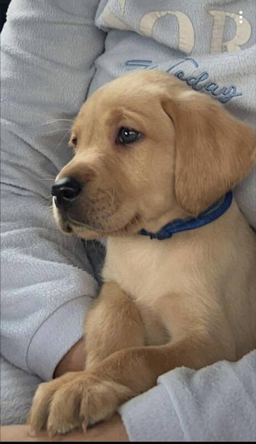 Mixed litter of Beautiful Labrador pups for sale in Fleetwood, Lancashire - Image 1