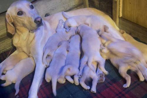 Mixed litter of Beautiful Labrador pups for sale in Fleetwood, Lancashire - Image 2