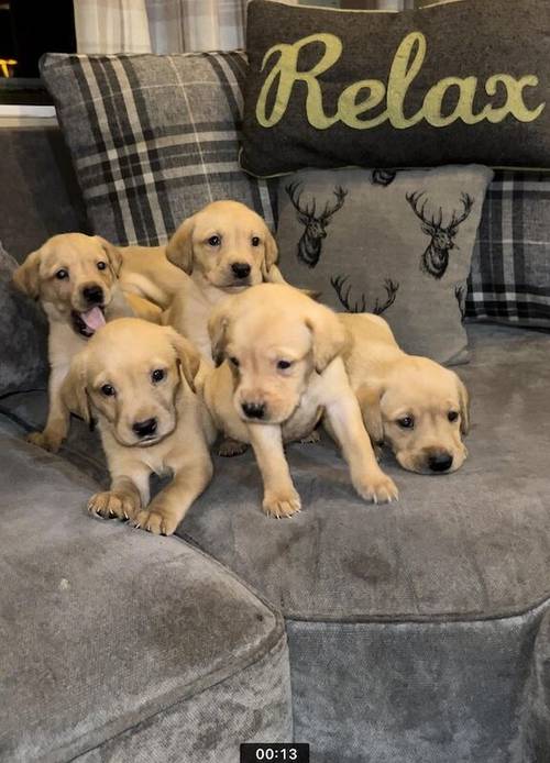 Mixed litter of Beautiful Labrador pups for sale in Fleetwood, Lancashire - Image 3