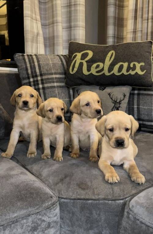 Mixed litter of Beautiful Labrador pups for sale in Fleetwood, Lancashire - Image 4