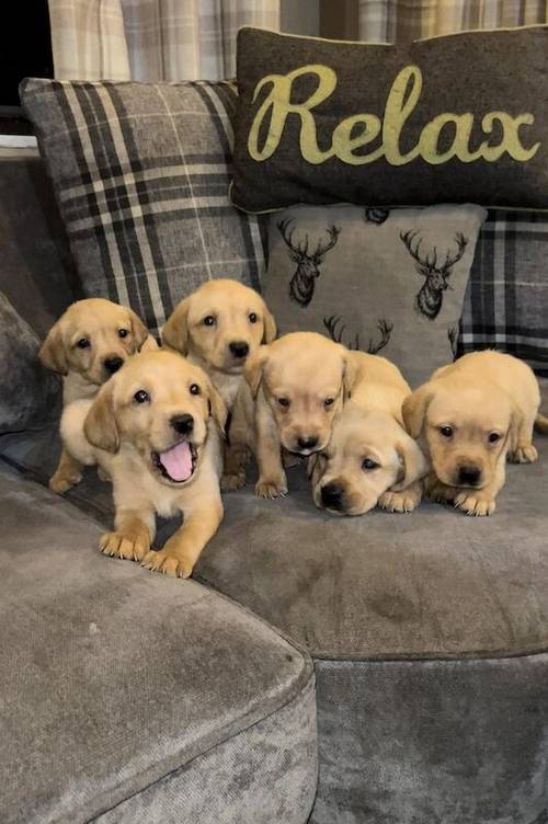 Mixed litter of Beautiful Labrador pups for sale in Fleetwood, Lancashire - Image 5