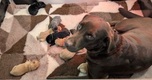 Mixed Litter Of Labrador Retriever Puppies for sale in Lincolnshire
