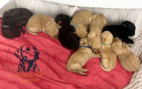 Mixed Litter Of Labrador Retriever Puppies for sale in Lincolnshire
