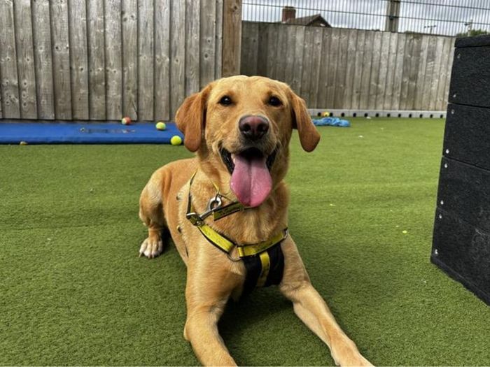 Labrador Retriever for adoption in Snetterton, Norfolk – 4 years old