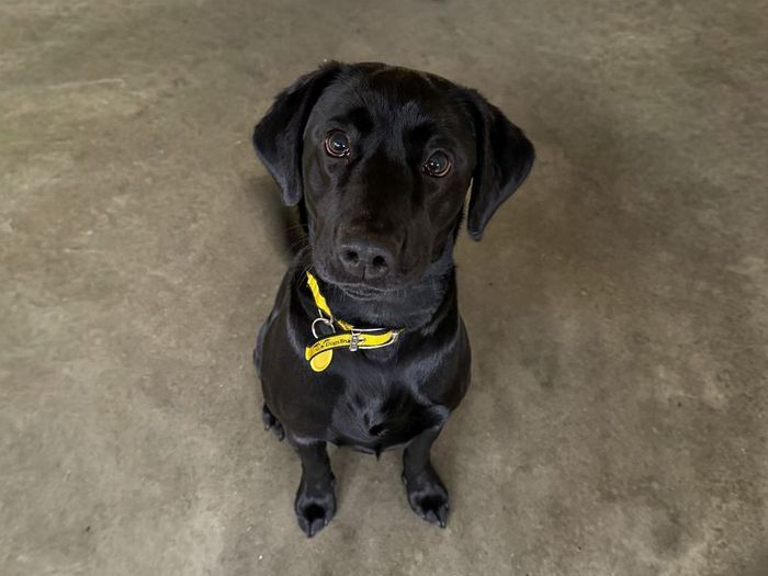 Labrador Retriever for adoption in Wickford, Essex – 1 year old