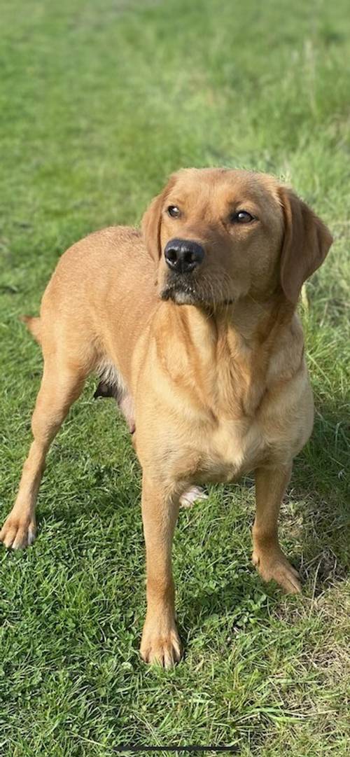 MUST SEE Kc, 5 ⭐️⭐️⭐️⭐️⭐️champion lines Lots of Ftch x ftw Kc Fully DNA health tested fox red Labrador puppies for sale in Rotherham, South Yorkshire - Image 10