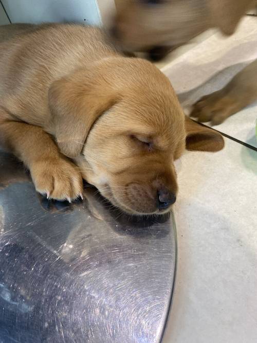 MUST SEE Kc, 5 ⭐️⭐️⭐️⭐️⭐️champion lines Lots of Ftch x ftw Kc Fully DNA health tested fox red Labrador puppies for sale in Rotherham, South Yorkshire - Image 14