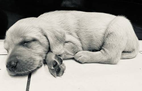 MUST SEE Kc, 5 ⭐️⭐️⭐️⭐️⭐️champion lines Lots of Ftch x ftw Kc Fully DNA health tested fox red Labrador puppies for sale in Rotherham, South Yorkshire - Image 15