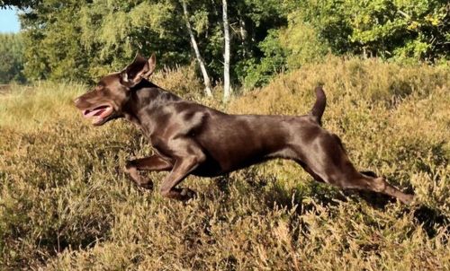 FTW Northglen Lester Hunt @ STUD for sale in Newark-on-Trent, Nottinghamshire