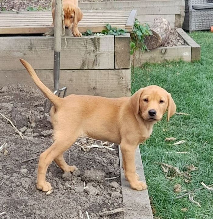Labrador Retriever puppies for sale in Halifax, West Yorkshire – KC registered, 8 weeks old - Image 14 of 15