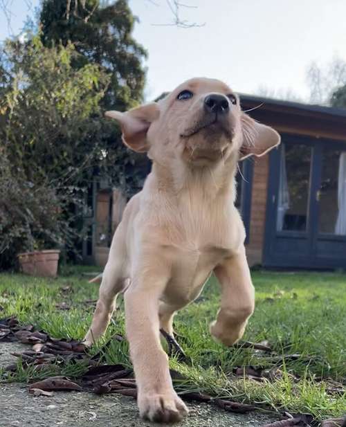 One beautiful high pedigree lab girl ready for her new home for sale in Bishop's Waltham, Hampshire