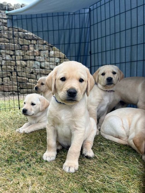 One beautiful KC Yellow Labrador Dog Puppy Available for sale in Matlock, Derbyshire