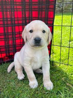 KC Yellow Labrador Puppies for sale in Matlock, Derbyshire | Image 2