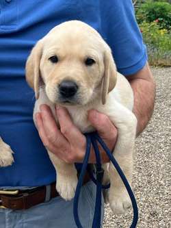 KC Yellow Labrador Puppies for sale in Matlock, Derbyshire | Image 3