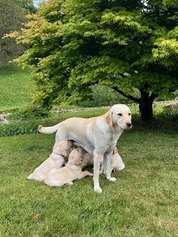 KC Yellow Labrador Puppies for sale in Matlock, Derbyshire | Image 4