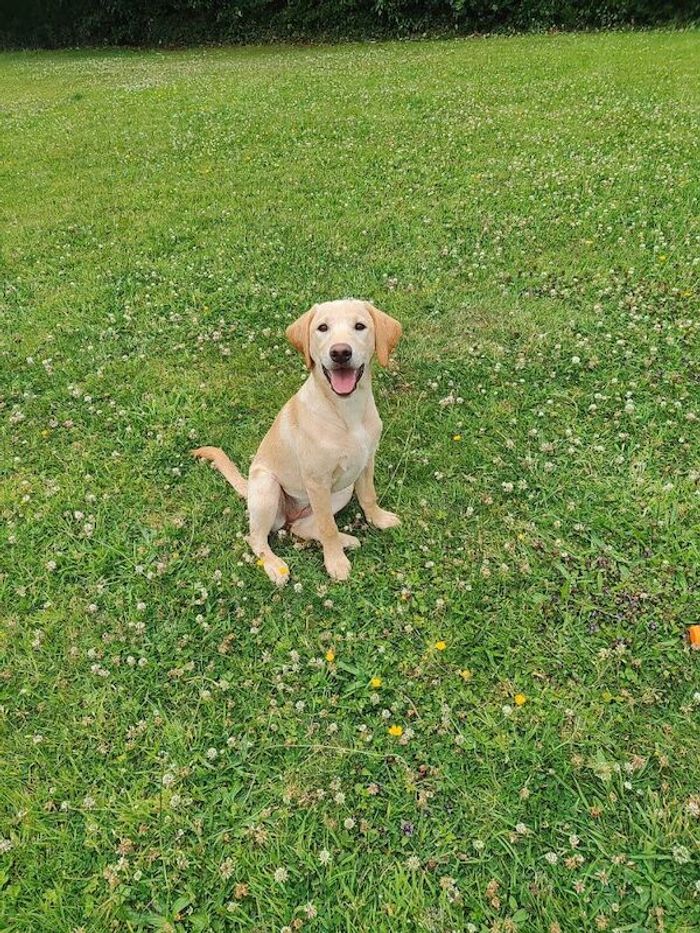 Fox Red Labrador Retriever puppies for sale in Cheshire – 4 months old