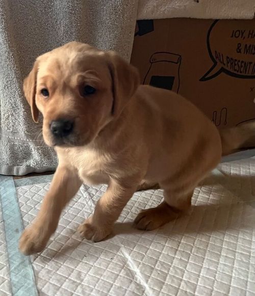 One stunning KC working Labrador puppy left! for sale in Loughborough, Leicestershire