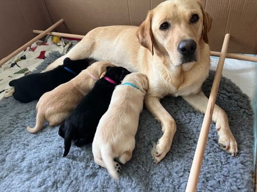 One stunning KC working Labrador puppy left! for sale in Loughborough, Leicestershire