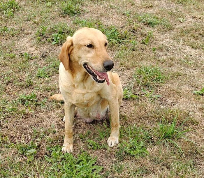 Labrador Retriever puppies for sale in Wisbech St Mary, Cambridgeshire – KC registered, 6 weeks old - Image 10 of 11