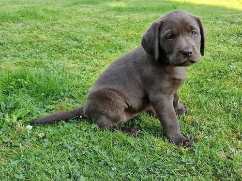 Only 1 girl remaining! from our KC Registered Chocolate Labrador Puppies For Sale in Kimbolton, Herefordshire - Image 4