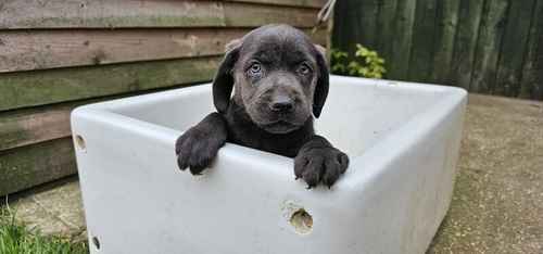 ONLY 1 PUPPY AVAILABLE. READY TO LEAVE SUNDAY for sale in Doncaster, South Yorkshire