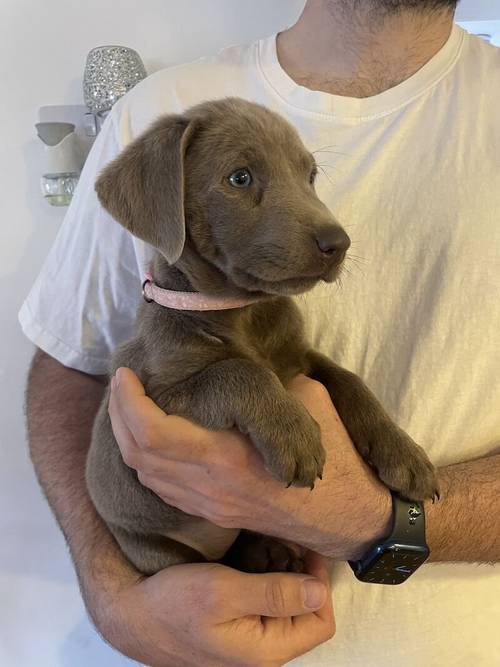 only 1 Silver Girl! 7 Weeks Old Stunning Silver & Charcoal K.C Registered Labrador Puppies for sale in Great Hallingbury, Essex - Image 1