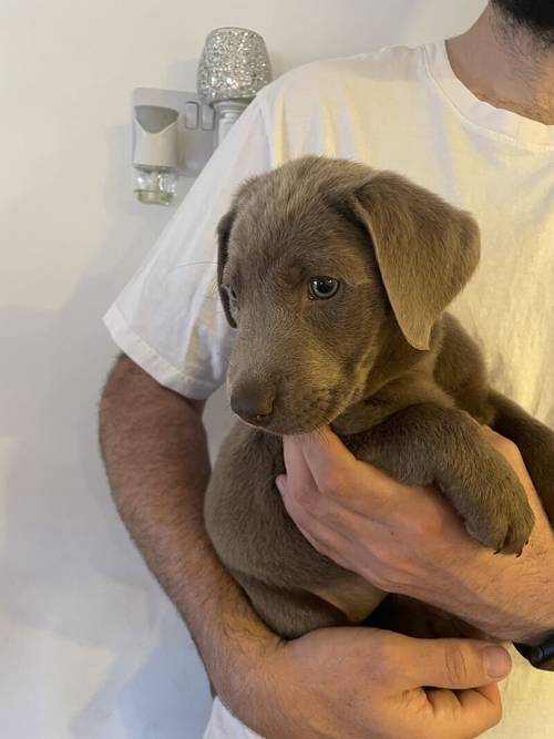 only 1 Silver Girl! 7 Weeks Old Stunning Silver & Charcoal K.C Registered Labrador Puppies for sale in Great Hallingbury, Essex - Image 2