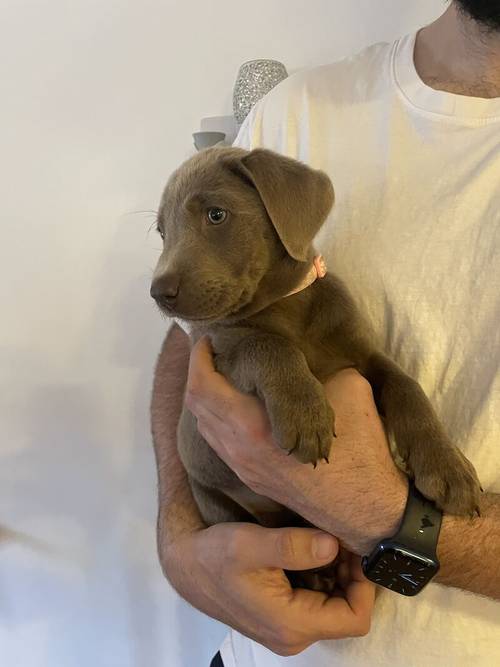 only 1 Silver Girl! 7 Weeks Old Stunning Silver & Charcoal K.C Registered Labrador Puppies for sale in Great Hallingbury, Essex - Image 3