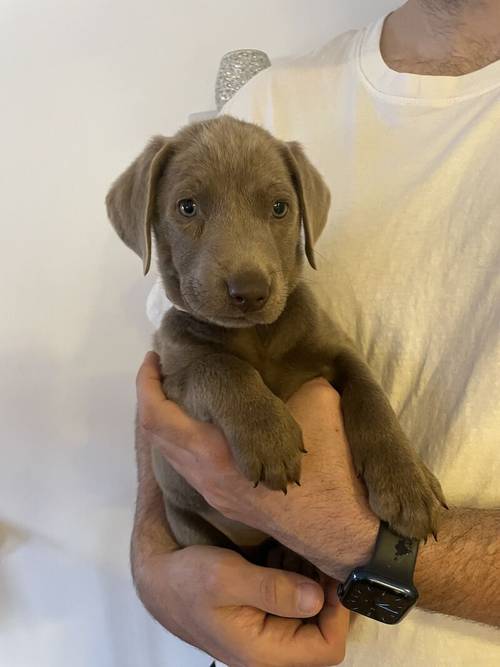 only 1 Silver Girl! 7 Weeks Old Stunning Silver & Charcoal K.C Registered Labrador Puppies for sale in Great Hallingbury, Essex - Image 4