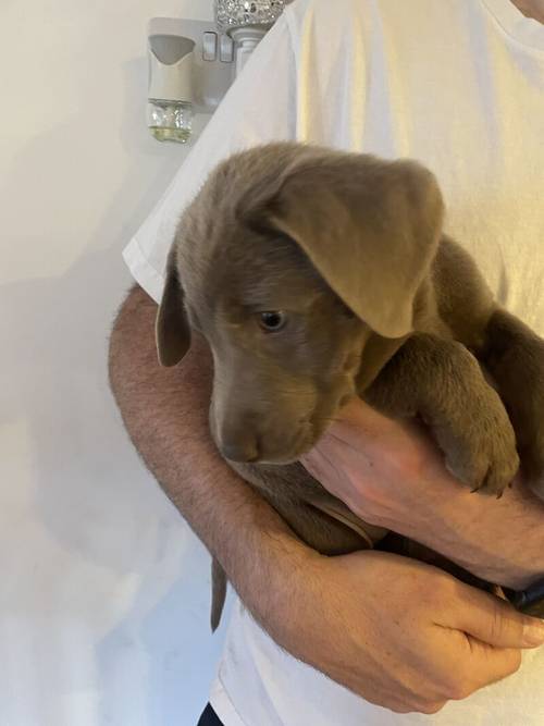 only 1 Silver Girl! 7 Weeks Old Stunning Silver & Charcoal K.C Registered Labrador Puppies for sale in Great Hallingbury, Essex - Image 6