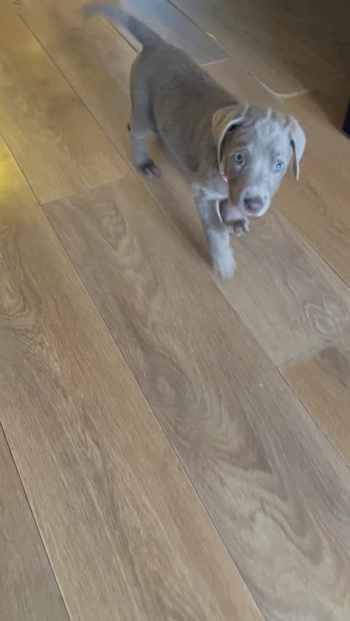 only 1 Silver Girl! 7 Weeks Old Stunning Silver & Charcoal K.C Registered Labrador Puppies for sale in Great Hallingbury, Essex