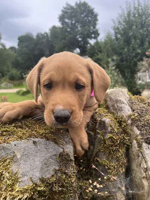 ONLY *2 * STUNNING FOX RED PUPS NOW AVAILABLE ! for sale in Hexham, Northumberland