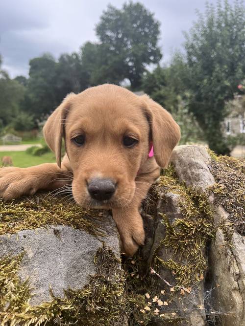 ALL PUPS NOW SOLD for sale in Hexham, Northumberland - Image 1