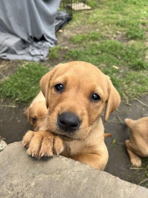 ALL PUPS NOW SOLD for sale in Hexham, Northumberland - Image 4