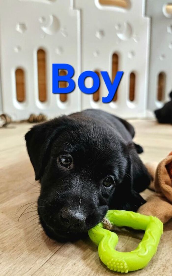 Labrador Retriever puppies for sale in Gainsborough, Lincolnshire – 7 weeks old
