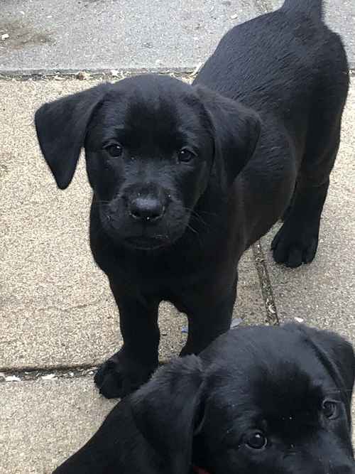 (Only 3 Black Males left )IrFTCH Sired Black & Golden Labrador Pups for sale in Rathfriland, Banbridge