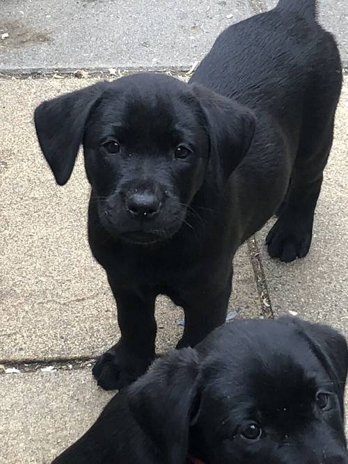 (Only 3 Black Males left )IrFTCH Sired Black & Golden Labrador Pups for sale in Rathfriland, Banbridge - Image 1