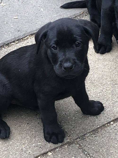 (Only 3 Black Males left )IrFTCH Sired Black & Golden Labrador Pups for sale in Rathfriland, Banbridge - Image 2