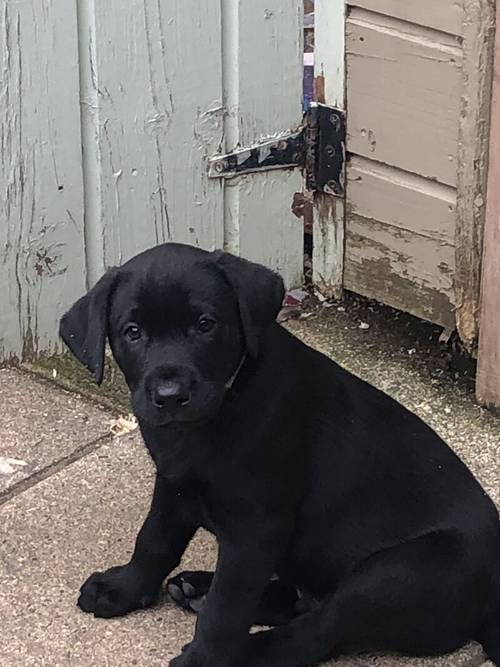 (Only 3 Black Males left )IrFTCH Sired Black & Golden Labrador Pups for sale in Rathfriland, Banbridge - Image 3