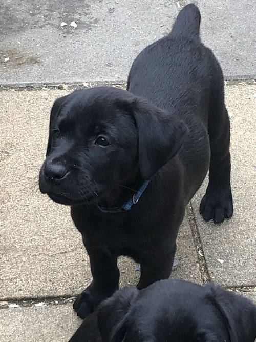 (Only 3 Black Males left )IrFTCH Sired Black & Golden Labrador Pups for sale in Rathfriland, Banbridge - Image 4