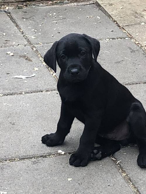 (Only 3 Black Males left )IrFTCH Sired Black & Golden Labrador Pups for sale in Rathfriland, Banbridge - Image 5