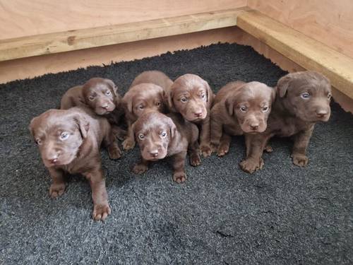 Only 1 girl remaining! from our KC Registered Chocolate Labrador Puppies For Sale in Kimbolton, Herefordshire - Image 3