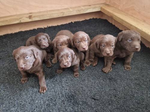 All Sold KC Registered Chocolate Labrador Puppies For Sale in Kimbolton, Herefordshire - Image 3