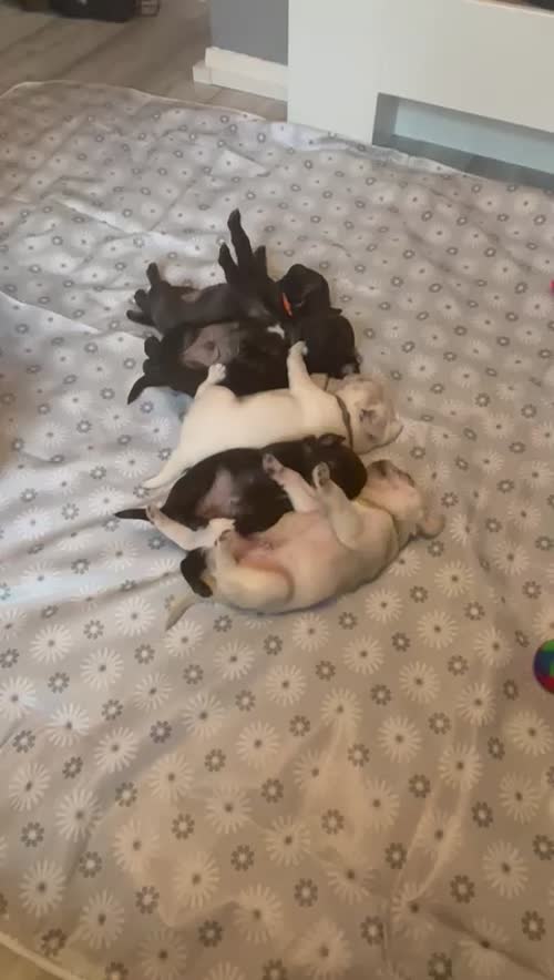 Only 1 left now rare charcoal Beautiful KC Reg pug puppies health tested parents for sale in Staffordshire