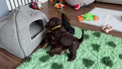 Only 4 Remaining. Quality F1 Cockapoo Puppies - Fully DNA Health Tested Parents for sale in Castleford, West Yorkshire