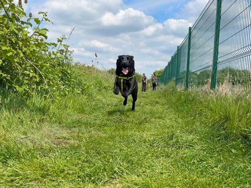Oscar and Charlie for sale in Shoreham by Sea, West Sussex